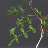 P.ディスカラー (実生) 29