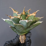 【ベアルート】アガベ 緑幽霊 EC1940