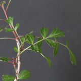 P.ディスカラー (実生) 29