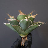 【ベアルート】アガベ 緑幽霊 EC1940