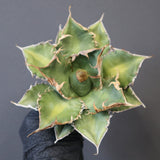 【ベアルート】アガベ 緑幽霊 EC1940