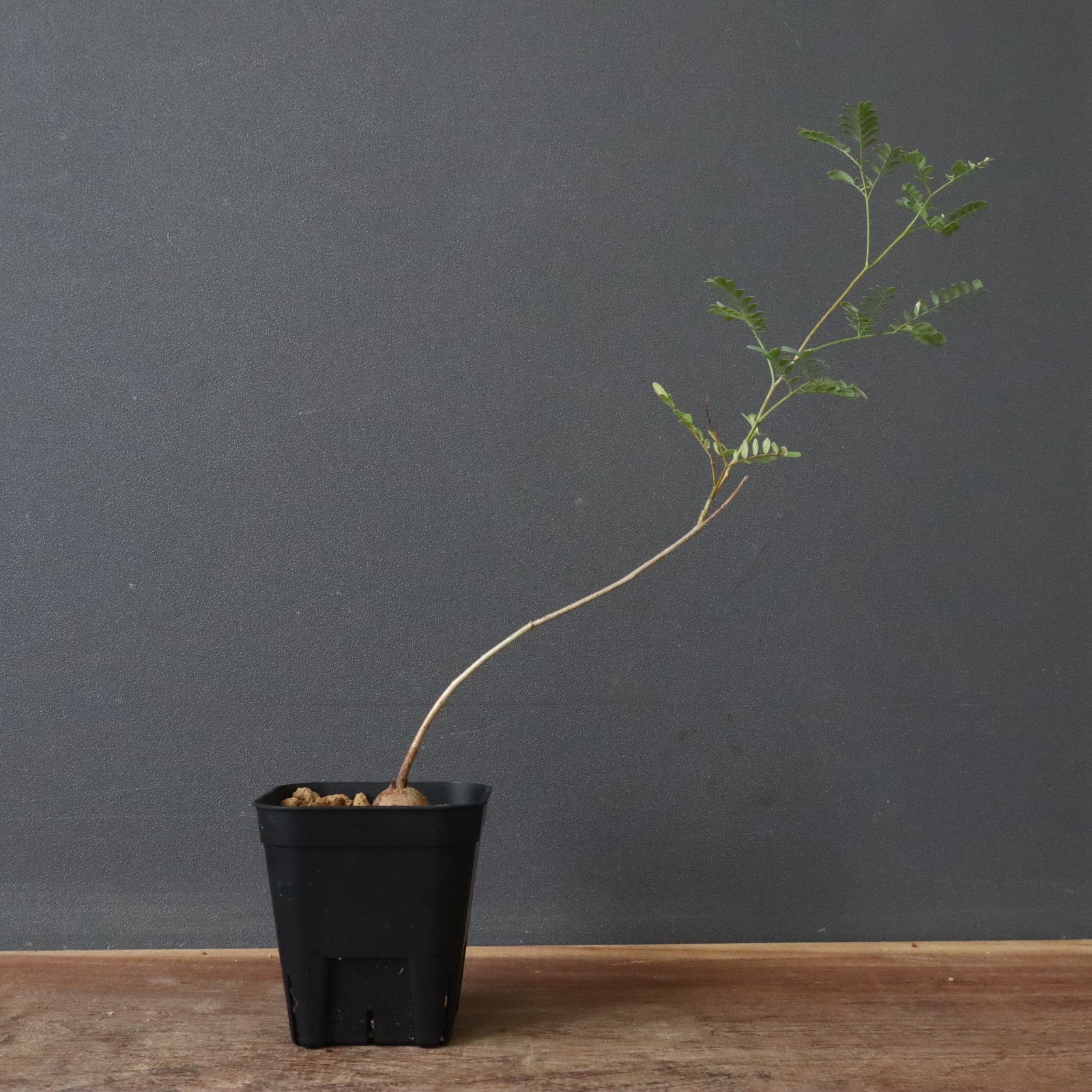 エレファントリザ　プラエテルミサ エレファントリザ・プラエテルミサ (実生) 6 – TaiShoDo ONLINE SHOP