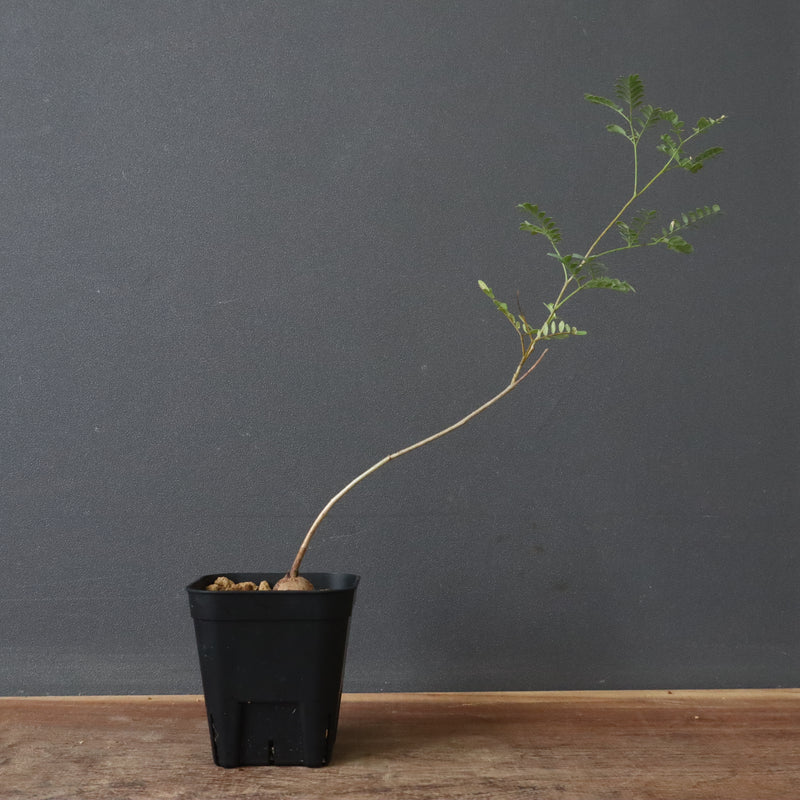 エレファントリザ・プラエテルミサ (実生) 2