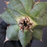 【ベアルート】アガベ 緑幽霊 EC1940