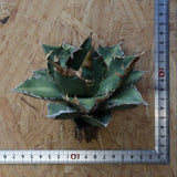 【ベアルート】アガベ 緑幽霊 EC1940