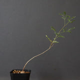 エレファントリザ・プラエテルミサ (実生) 2