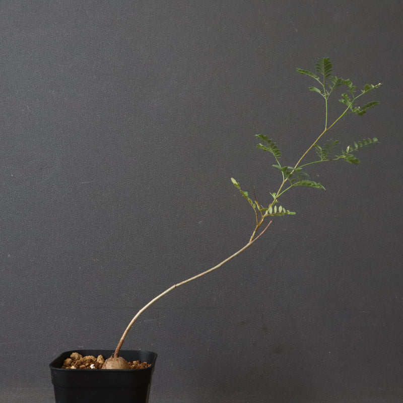 エレファントリザ・プラエテルミサ (実生) 2