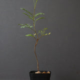 エレファントリザ・プラエテルミサ (実生) 2