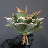 【ベアルート】アガベ 緑幽霊 EC1941