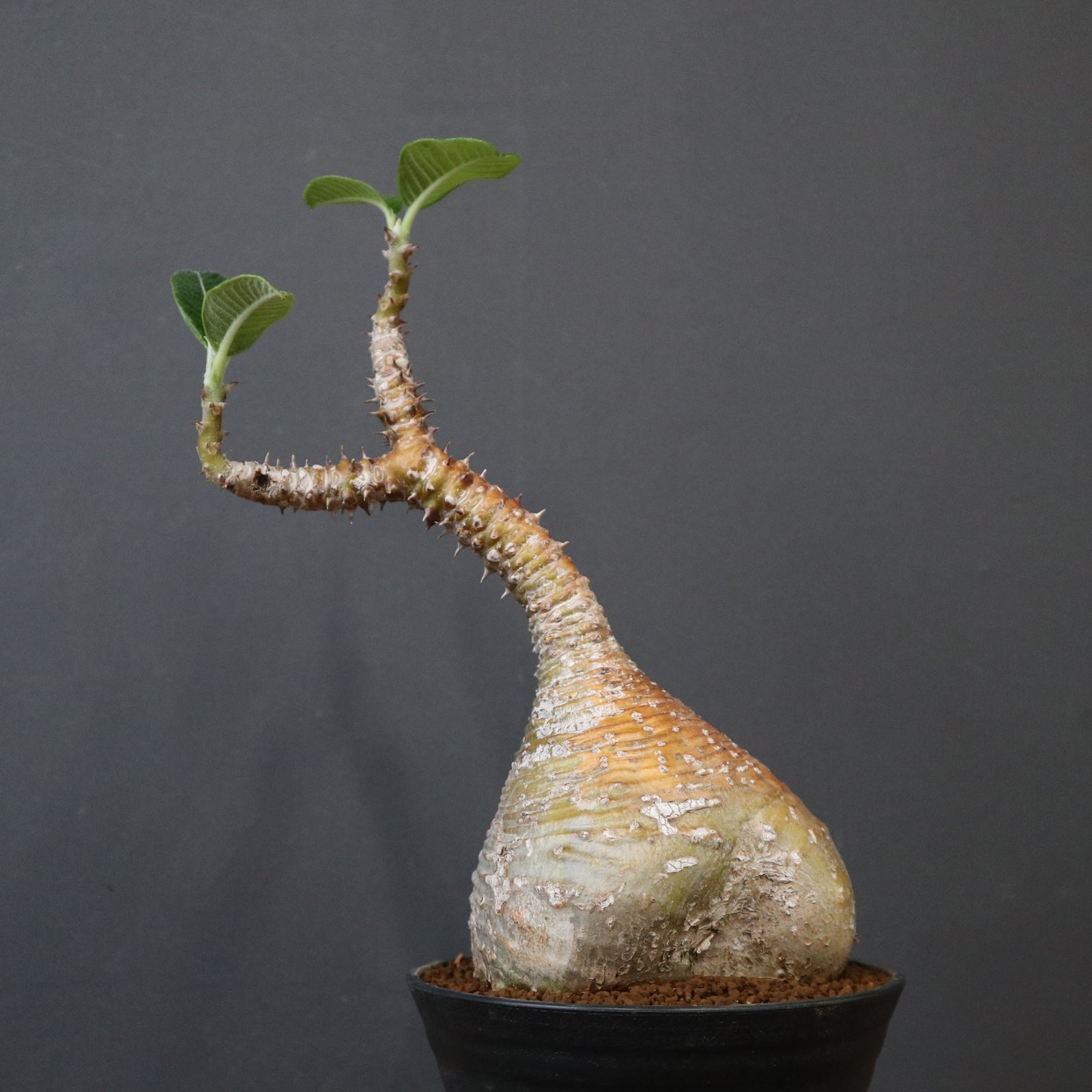 P.ウィンゾリー 20 – TaiShoDo ONLINE SHOP