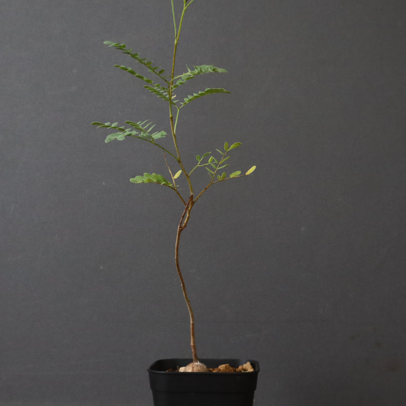 エレファントリザ・プラエテルミサ (実生) 2