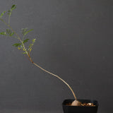 エレファントリザ・プラエテルミサ (実生) 2