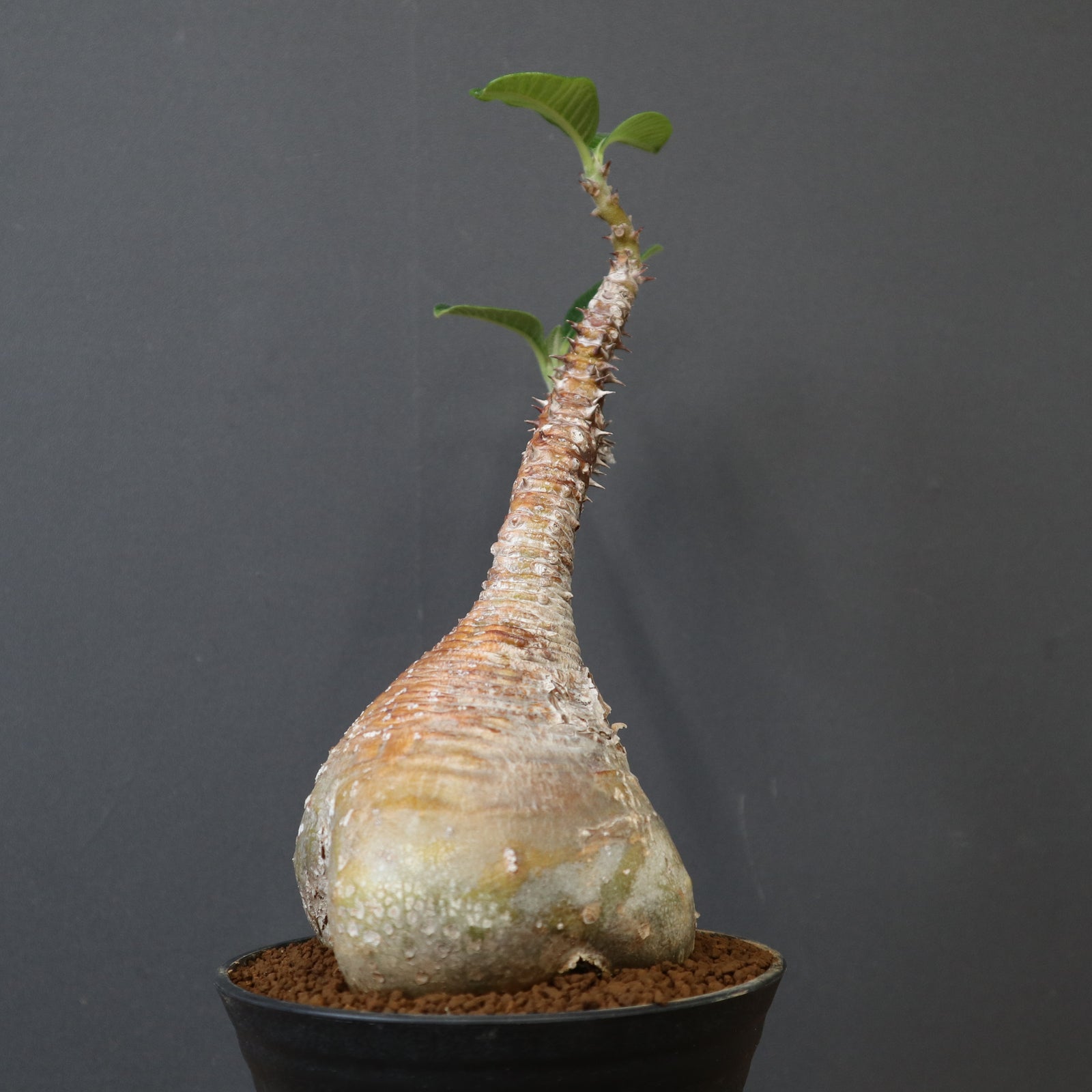 P.ウィンゾリー 20 – TaiShoDo ONLINE SHOP