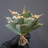 【ベアルート】アガベ 緑幽霊 EC1941