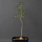 エレファントリザ・プラエテルミサ (実生) 2