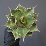 【ベアルート】アガベ 緑幽霊 EC1941