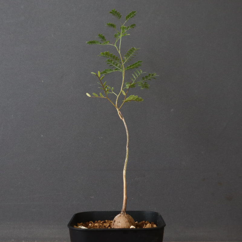 エレファントリザ・プラエテルミサ (実生) 2