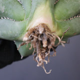 【ベアルート】アガベ 緑幽霊 EC1941