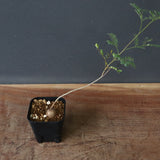 エレファントリザ・プラエテルミサ (実生) 2