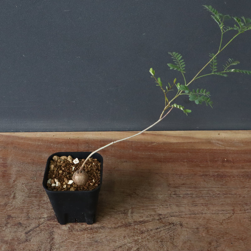 エレファントリザ・プラエテルミサ (実生) 2