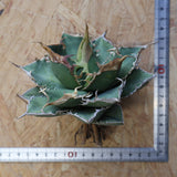 【ベアルート】アガベ 緑幽霊 EC1941