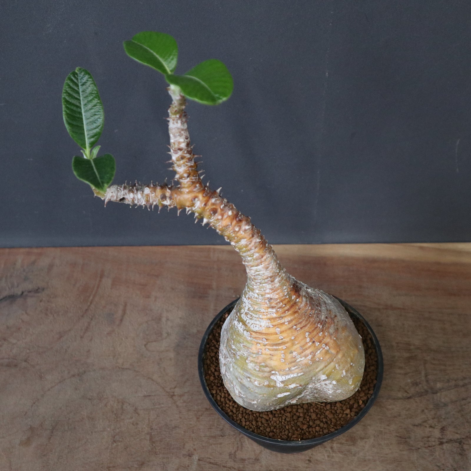 P.ウィンゾリー 20 – TaiShoDo ONLINE SHOP