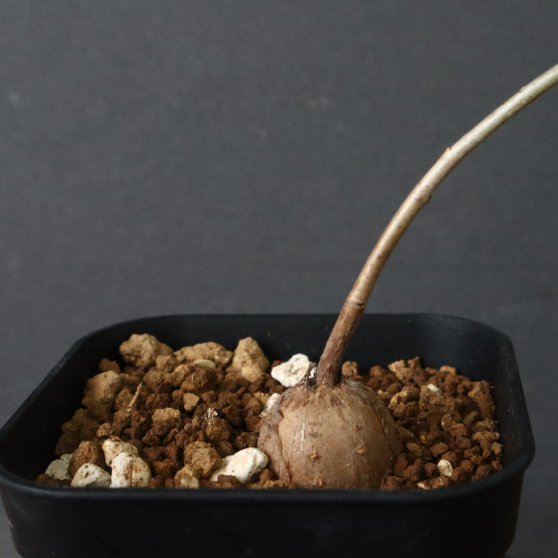 エレファントリザ・プラエテルミサ (実生) 2