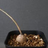 エレファントリザ・プラエテルミサ (実生) 2