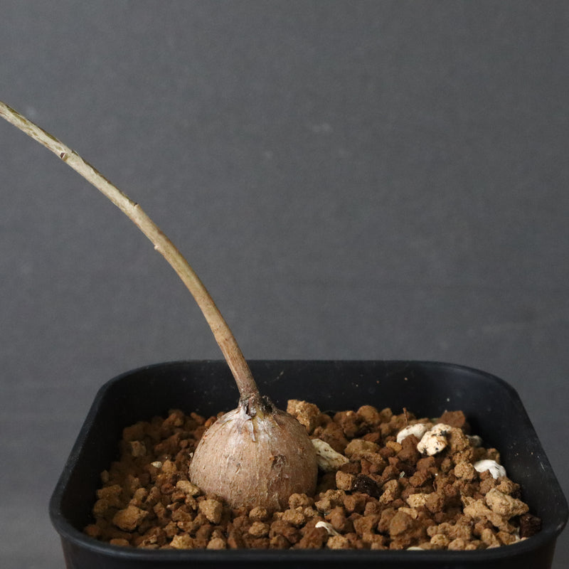 エレファントリザ・プラエテルミサ (実生) 2