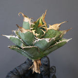 【ベアルート】アガベ 緑幽霊 EC1942