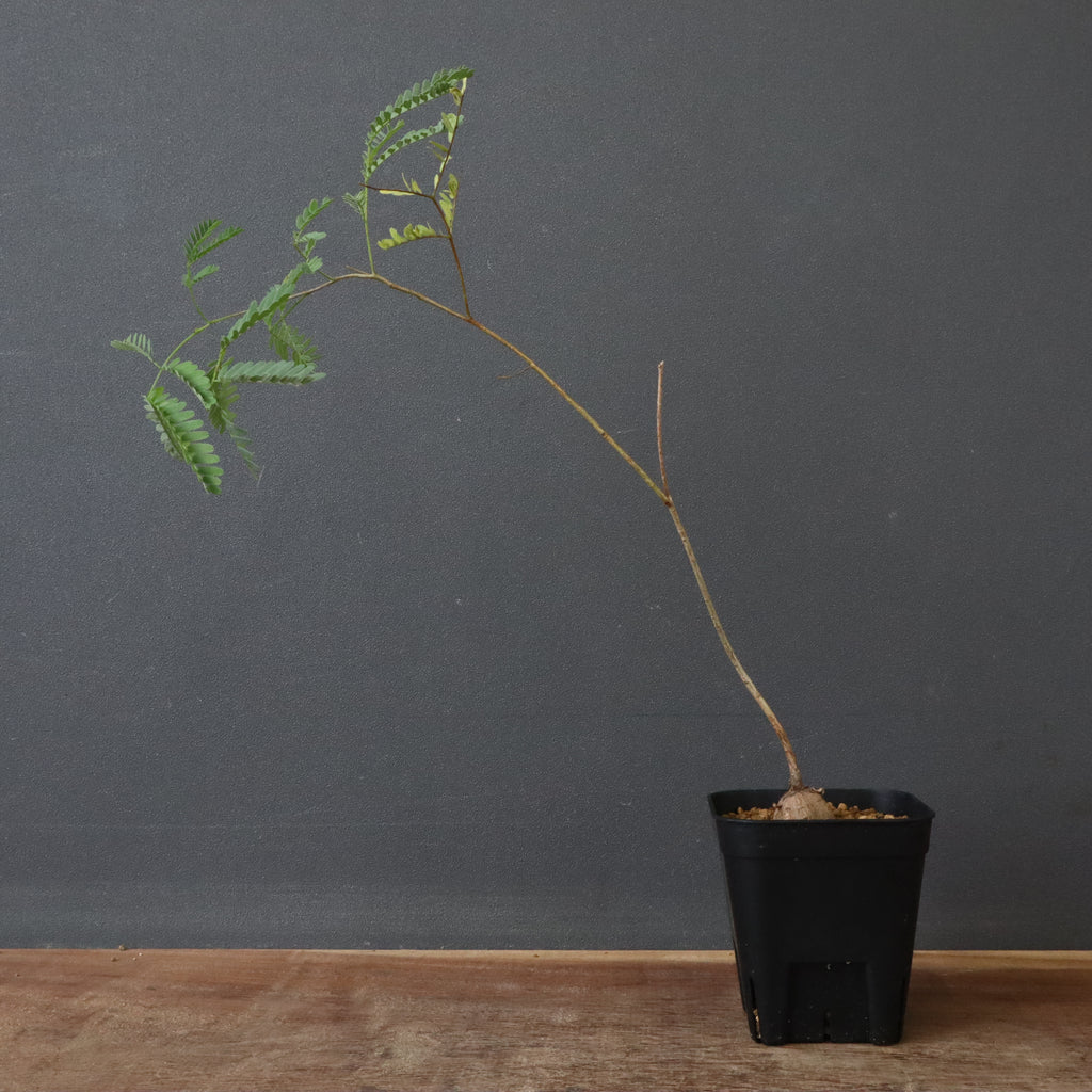 エレファントリザ・プラエテルミサ (実生) 3 – TaiShoDo ONLINE SHOP エレファントリザ・プラエテルミサ (実生) 3 – TaiShoDo ONLINE SHOP