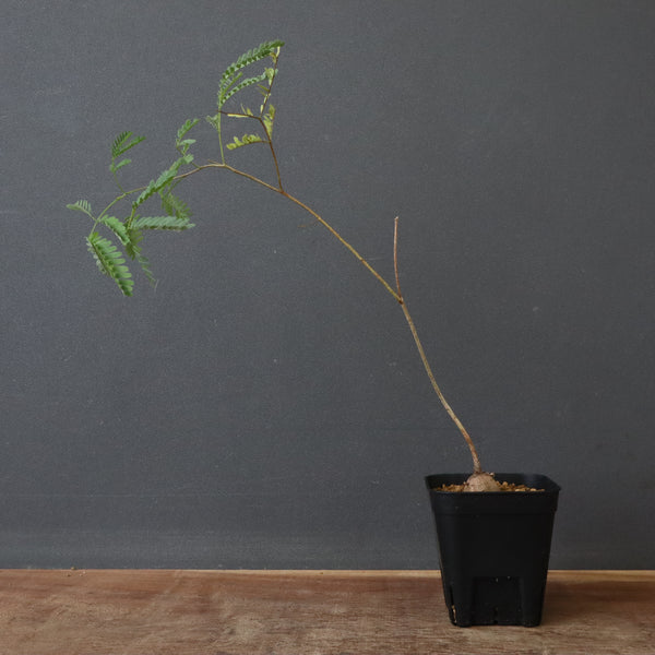 エレファントリザ・プラエテルミサ (実生) 3