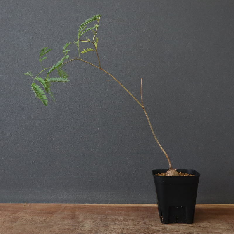 エレファントリザ・プラエテルミサ (実生) 3