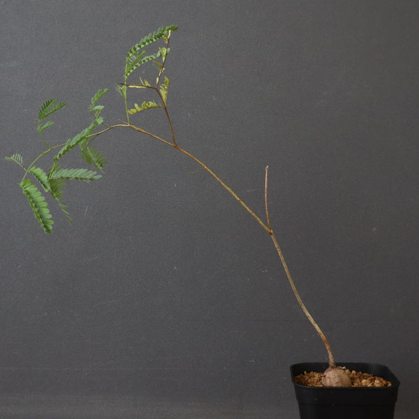 エレファントリザ・プラエテルミサ (実生) 3