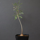 エレファントリザ・プラエテルミサ (実生) 3