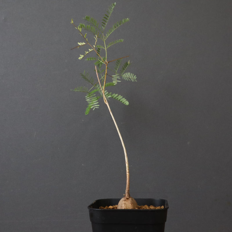 エレファントリザ・プラエテルミサ (実生) 3