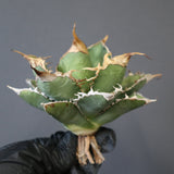 【ベアルート】アガベ 緑幽霊 EC1942