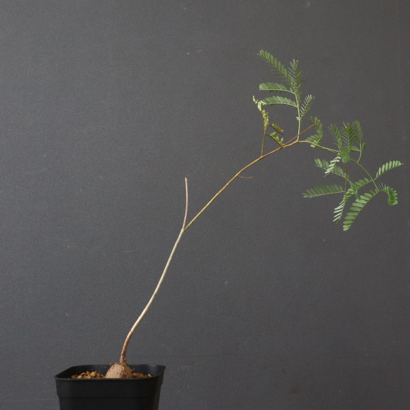 エレファントリザ・プラエテルミサ (実生) 3