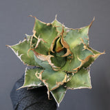 【ベアルート】アガベ 緑幽霊 EC1942