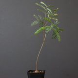 エレファントリザ・プラエテルミサ (実生) 3