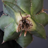 【ベアルート】アガベ 緑幽霊 EC1942