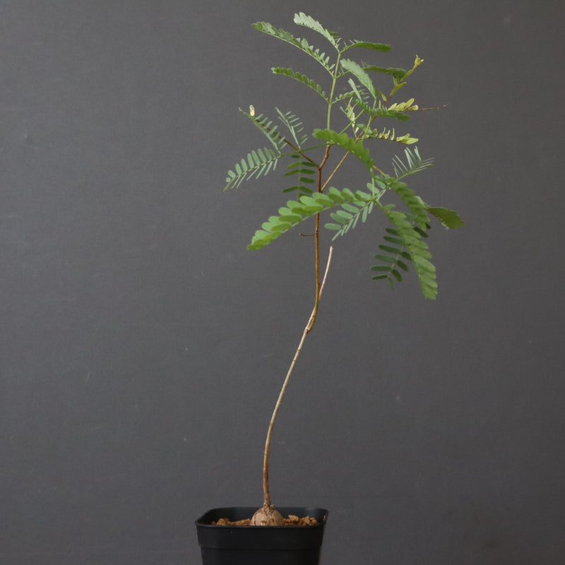 エレファントリザ・プラエテルミサ (実生) 3