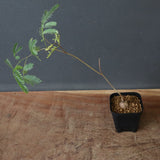 エレファントリザ・プラエテルミサ (実生) 3