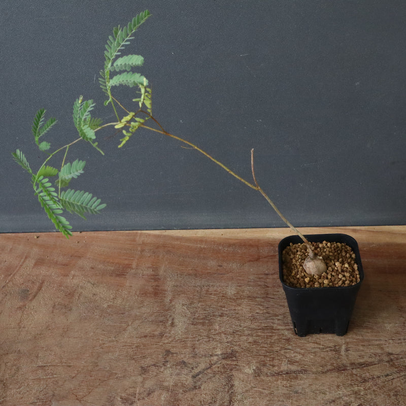 エレファントリザ・プラエテルミサ (実生) 3