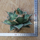 【ベアルート】アガベ 緑幽霊 EC1942