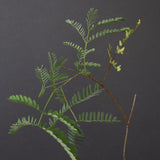 エレファントリザ・プラエテルミサ (実生) 3