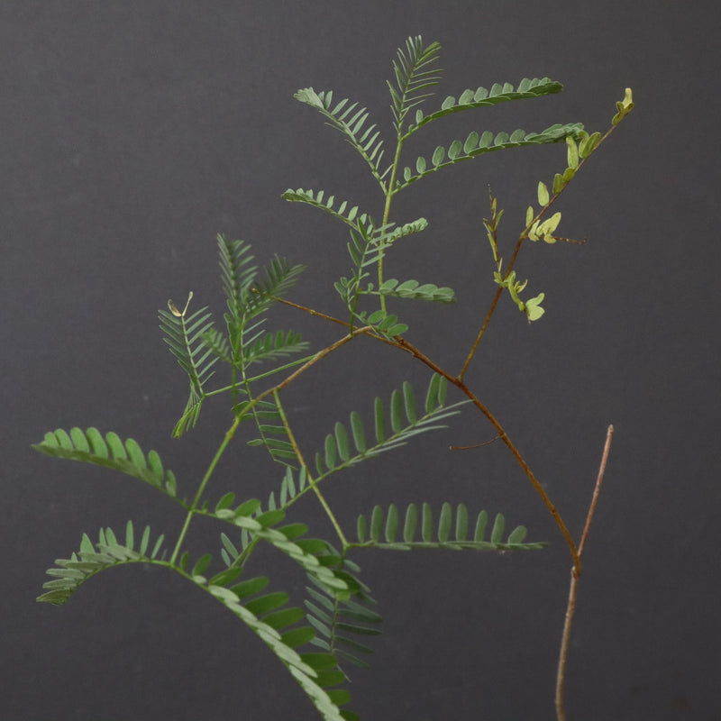 エレファントリザ・プラエテルミサ (実生) 3