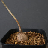 エレファントリザ・プラエテルミサ (実生) 3