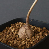 エレファントリザ・プラエテルミサ (実生) 3