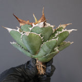 【ベアルート】アガベ 緑幽霊 EC1943